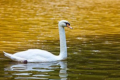 EA SPORTS™《FIFA 23》年度最佳阵容票选现已展开，让粉丝为 2022 年表现最佳的球员